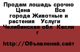 Продам лошадь срочно › Цена ­ 30 000 - Все города Животные и растения » Услуги   . Челябинская обл.,Касли г.